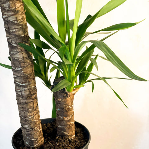 XL Yucca - Yucca filamentosa - Sprouts of Bristol