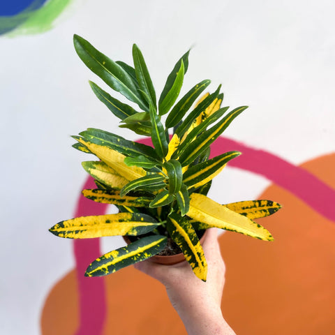 Yellow Croton - Codiaeum variegatum - Sprouts of Bristol