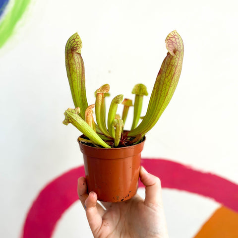 Yellow Pitcher Plant - Sarracenia flava - Sprouts of Bristol