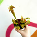 Yellow Pitcher Plant - Sarracenia flava - Sprouts of Bristol