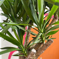 Yucca elephantipes - British Grown - Sprouts of Bristol