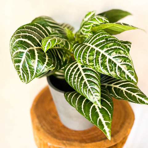Zebra Plant - Aphelandra squarrosa - Sprouts of Bristol