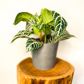 Zebra Plant - Aphelandra squarrosa - Sprouts of Bristol