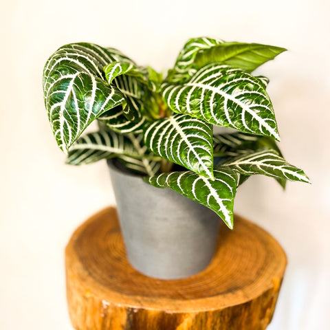 Zebra Plant - Aphelandra squarrosa - Sprouts of Bristol