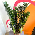 ZZ Plant - Zamioculcas zamiifolia 'Super Nova' - Sprouts of Bristol